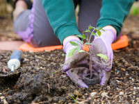 5 Ideas for Your Home Garden