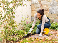 6 Fall Gardening Tips