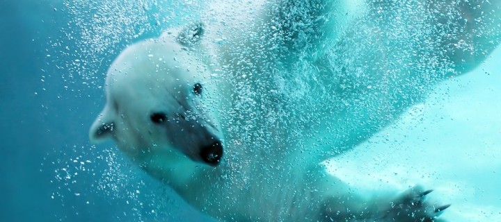 Arctic Voices
