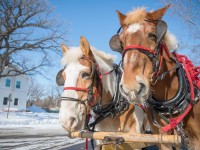 What to Do in Ottawa: Weekend Preview January 2-4