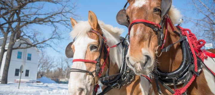What to Do in Ottawa: Weekend Preview January 2-4