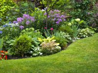 Top 10 Perennials for Ottawa