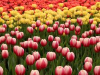 What to Do in Ottawa: Weekend Preview May 8-10