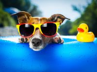 How to Handle a Heat Wave