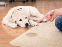 How to Protect and Clean Rugs: Tips for Pet Owners