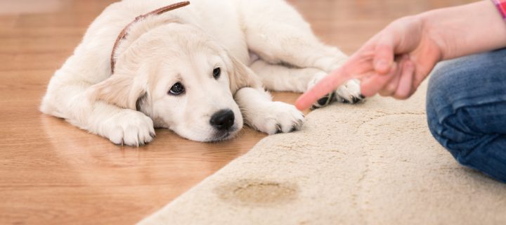 How to Protect and Clean Rugs: Tips for Pet Owners