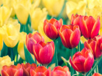 Events in Ottawa: May 2017