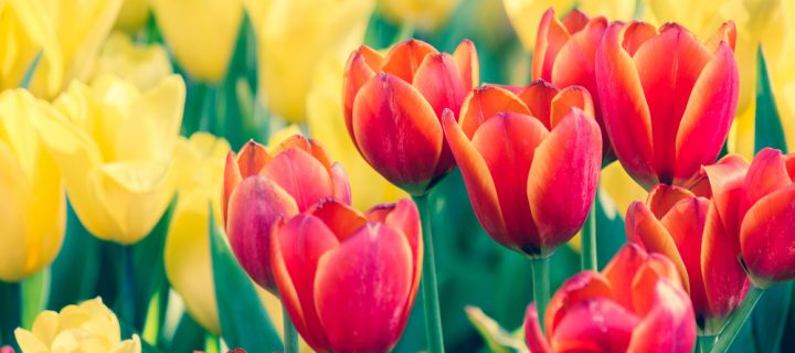 Events in Ottawa: May 2017