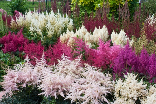 Picture of astilbe plants in a garden