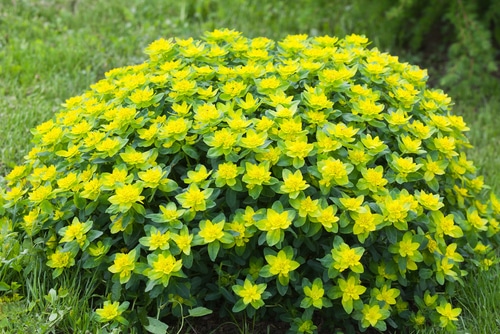 Picture of golden spurge in a garden