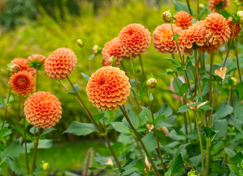 Picture of dahlia flowers in a garden
