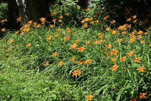Picture of daylilies in a garden