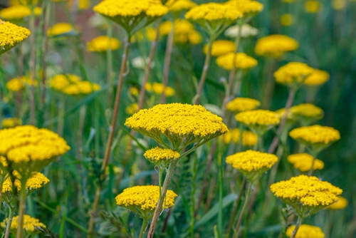 Picture of fern leaf yarrow in a garden