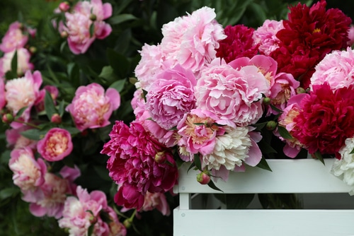 Picture of peonies in a garden