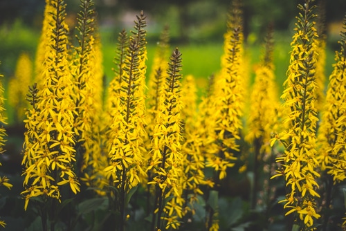 Picture of golden ray (Ligularia)in a garden