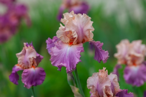 Picture of iris flowers in a garden