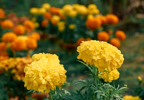 Picture of marigold flowers in a garden