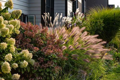 Picture of ornamental grasses in a garden