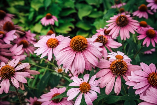 Picture of purple coneflowers in a garden