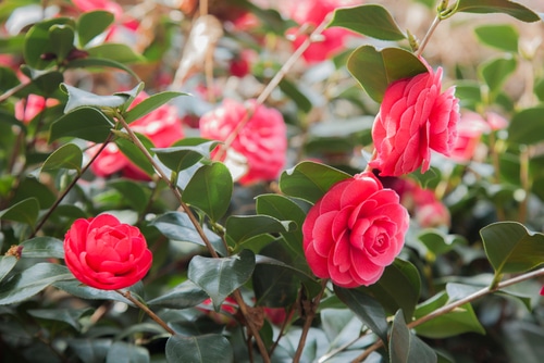 Picture of rose flowers in a garden