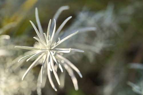 Picture of silver sage in a garden