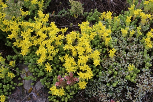 Picture of stonecrop in a garden