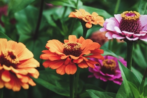 Picture of Zinnia flowers in a garden