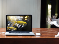 From 4K to Carbon Fibre: Our Picks for the 5 Best Laptops