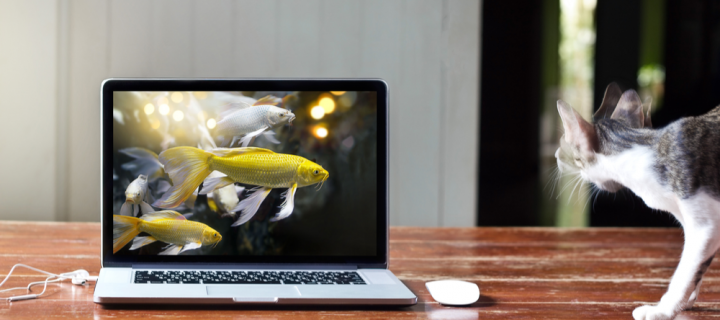 From 4K to Carbon Fibre: Our Picks for the 5 Best Laptops