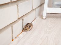 Detect, Prevent and Treat Mould and Pest Infestations in Your Home