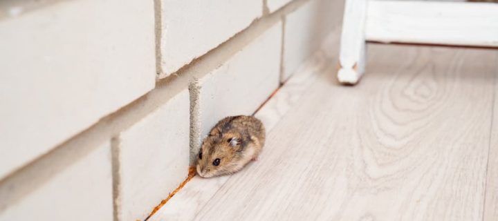 Detect, Prevent and Treat Mould and Pest Infestations in Your Home